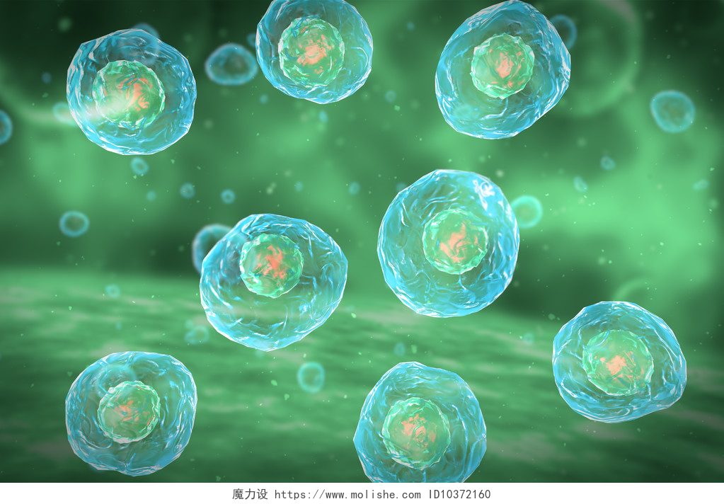 绿色背景上的细胞分裂有丝分裂的细胞分裂阶段